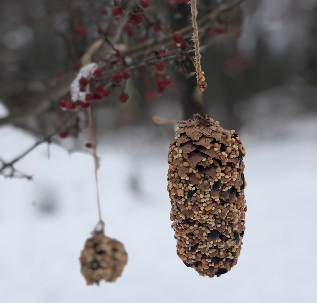 DIY Pinecone Birdfeeders