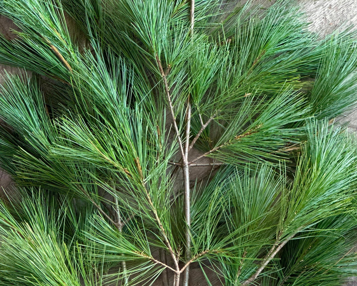 Fresh White Pine Boughs