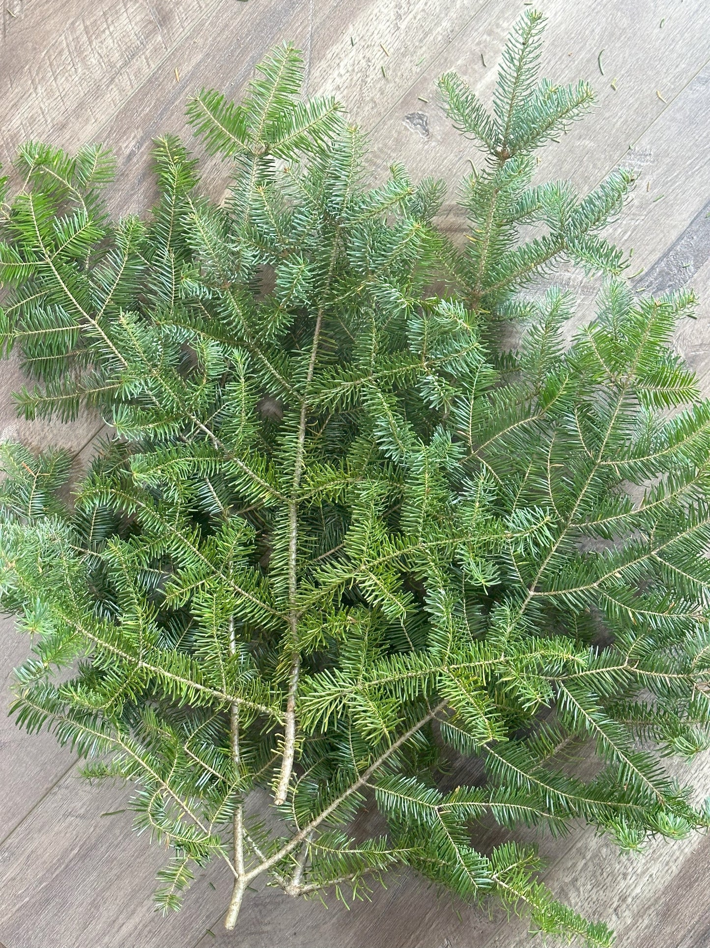 Fresh Balsam Boughs