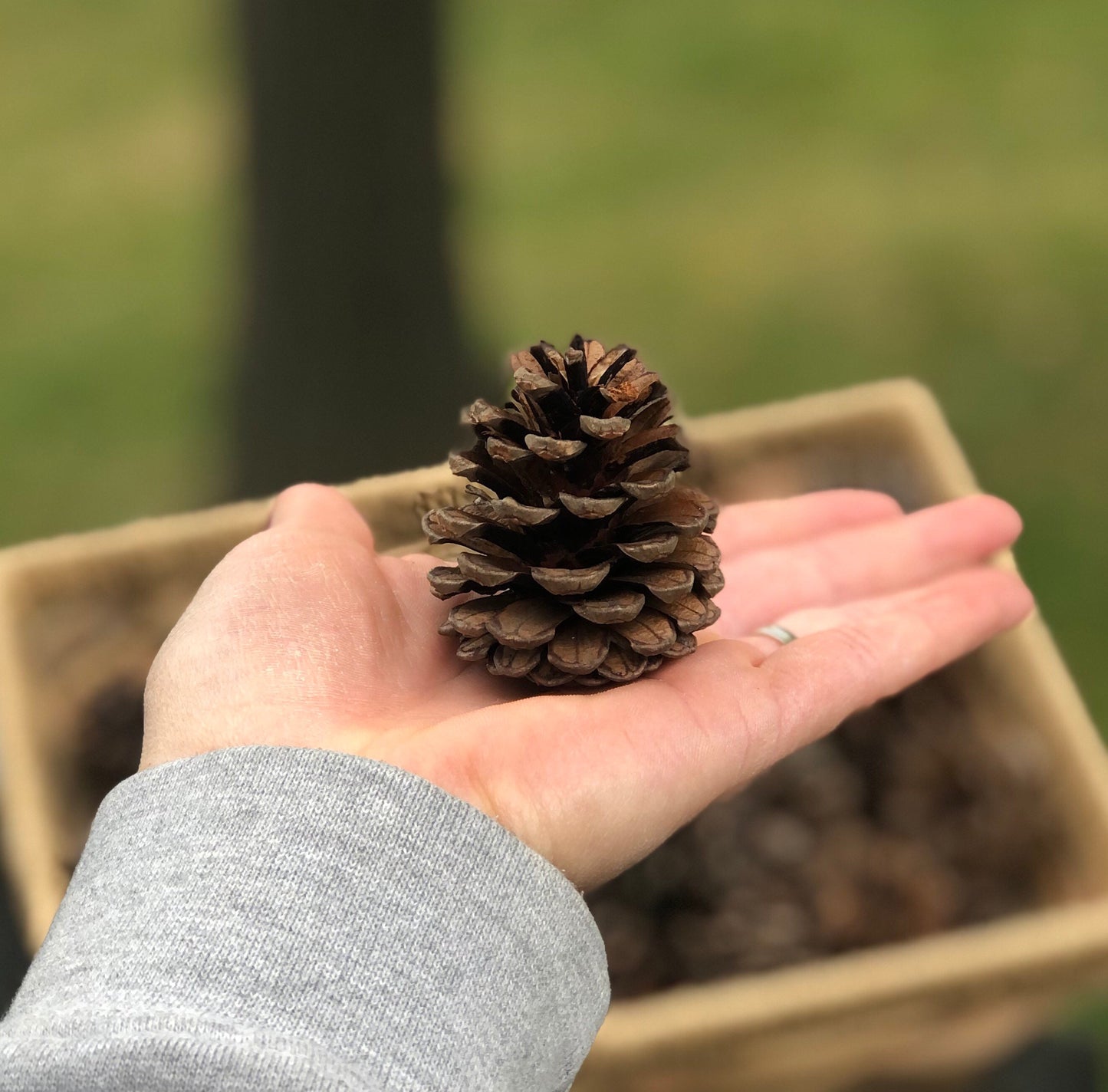 Pinecones, Red Pine Pinecones for Decor, Crafts and Wreaths