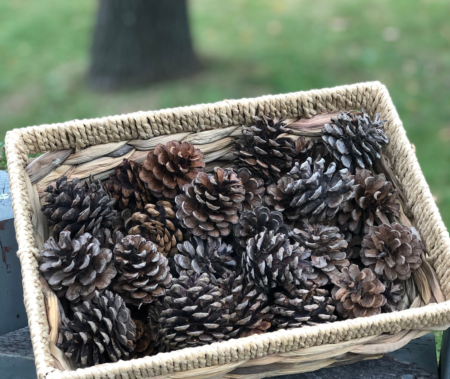 Pinecones, Red Pine Pinecones for Decor, Crafts and Wreaths