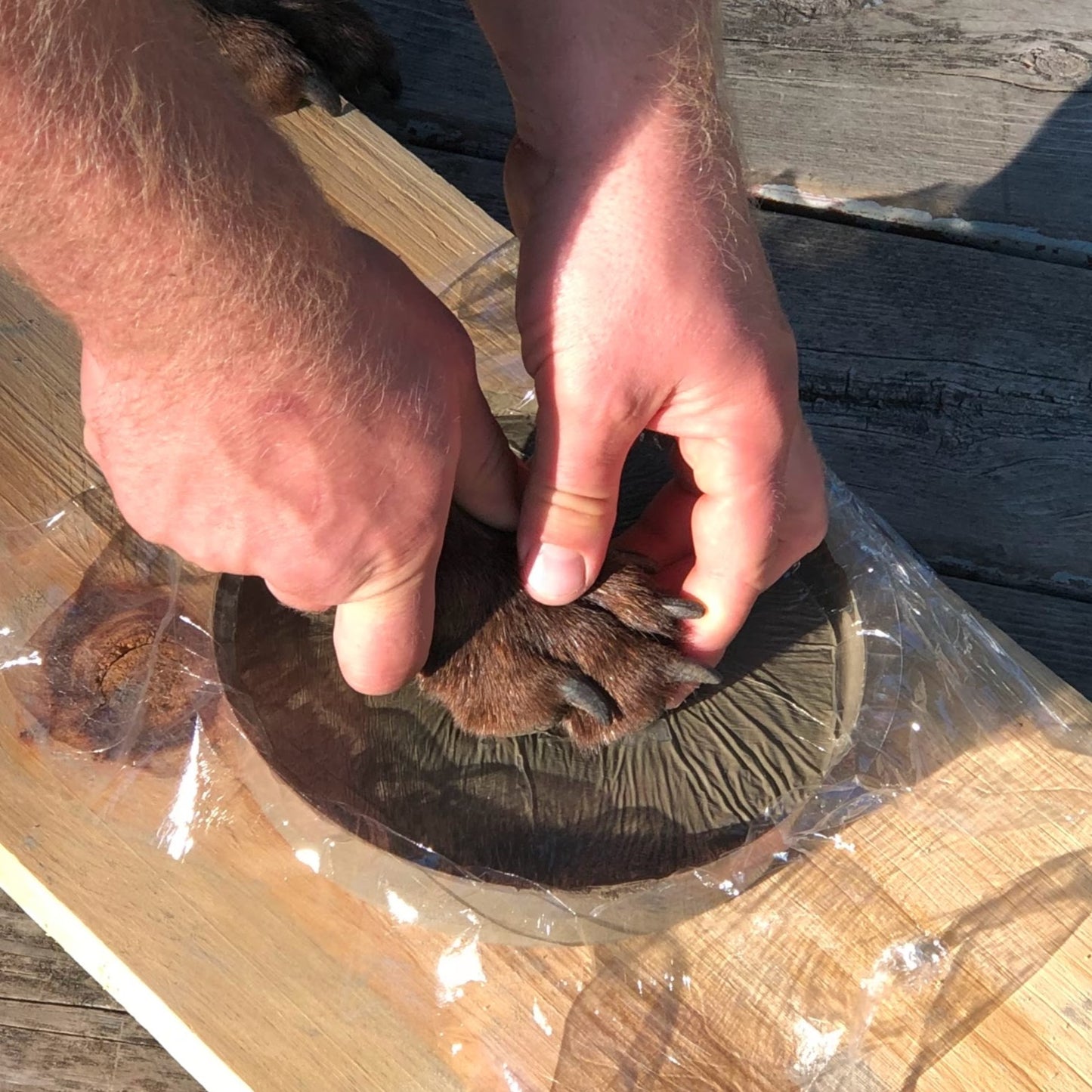 Dog's paw being pressed into cement 