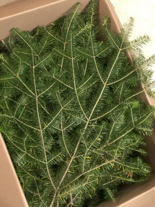 Fresh Balsam Boughs