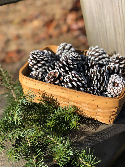 White Tipped Pinecones, Red Pine Pinecones for Decor, Crafts and Wreaths