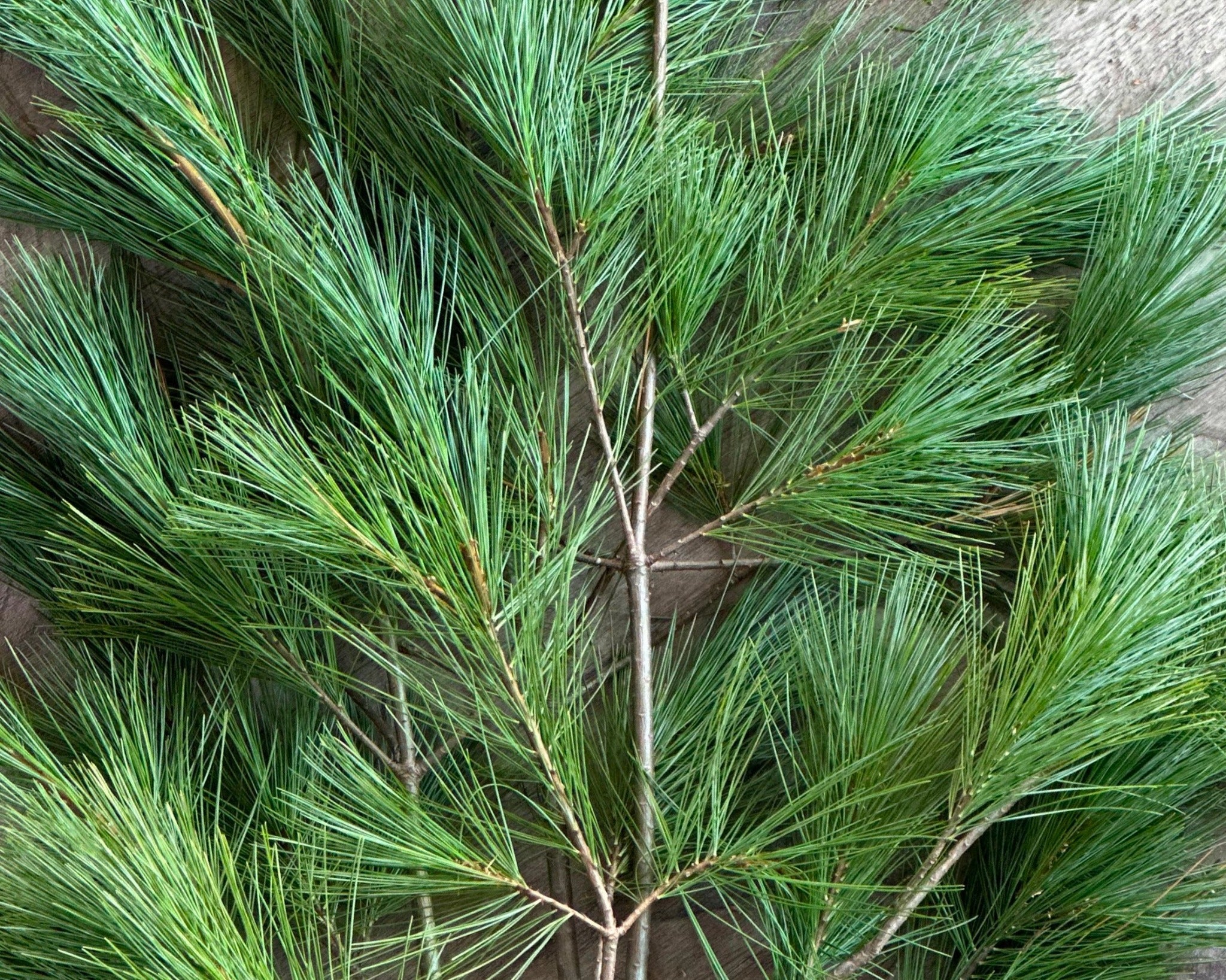 Fresh White Pine Boughs Mama B S Wreaths DIY   IMG 7727 EDIT 