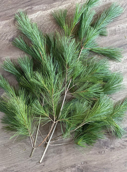 Fresh White Pine Boughs