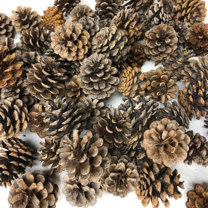 Pinecones, Red Pine Pinecones for Decor, Crafts and Wreaths