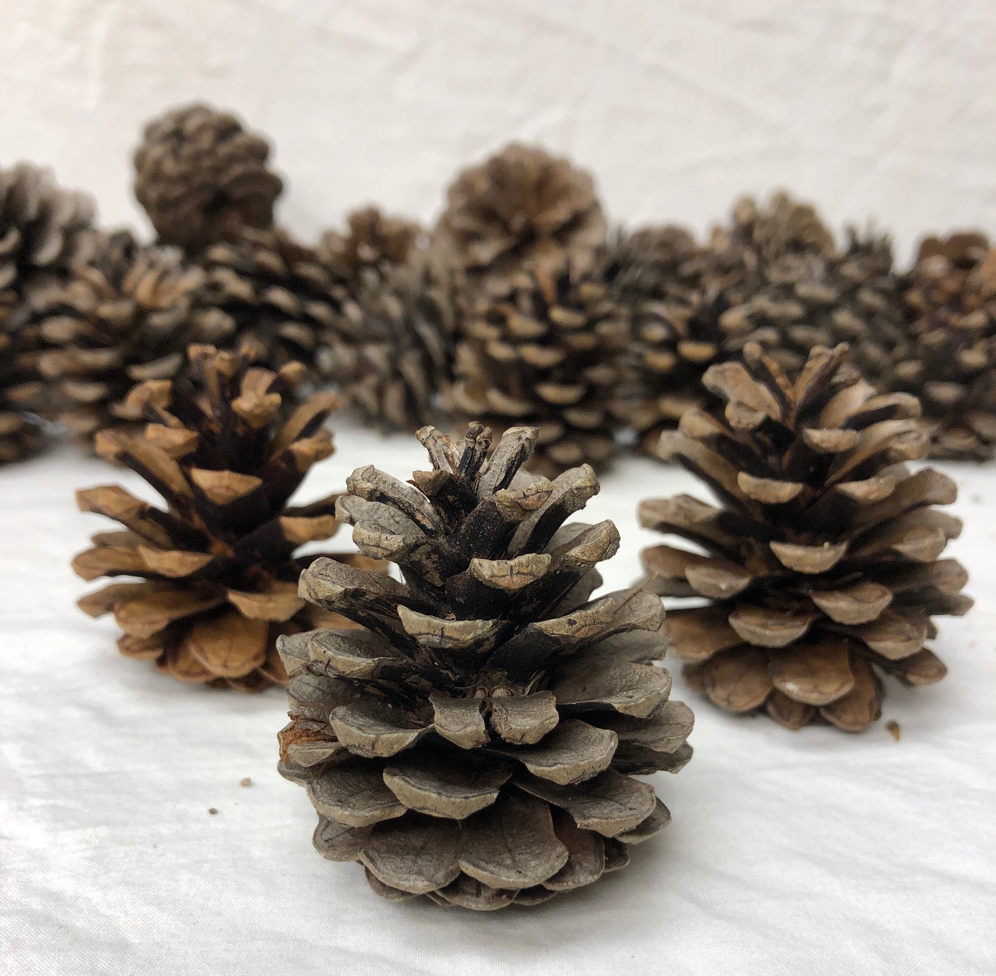 Pinecones, Red Pine Pinecones for Decor, Crafts and Wreaths